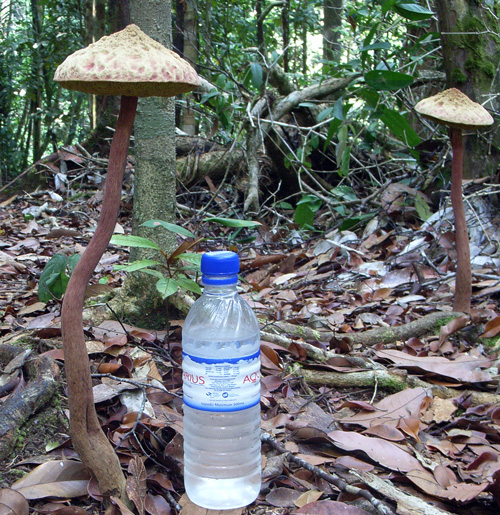 Giant Mushrooms