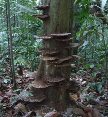 Bracket Fungi