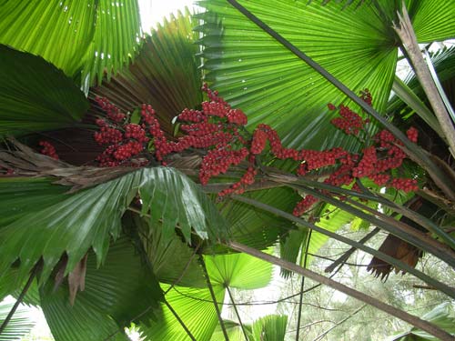  Palm Fruit