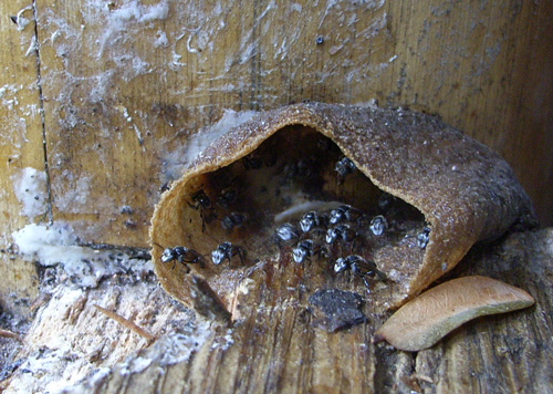  Beehive Entrance