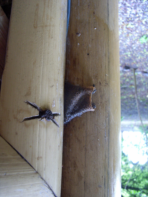  Beehive Entrance