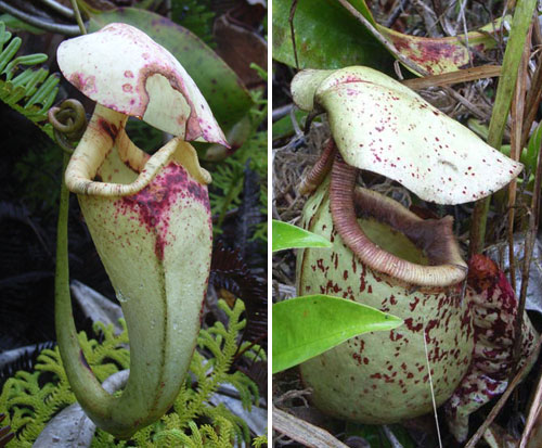  Pitcher Plants