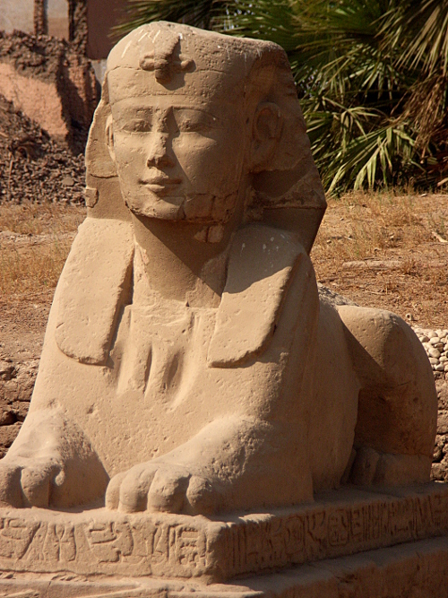 beardless sphinx