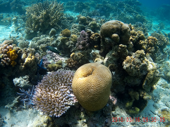 Marine garden