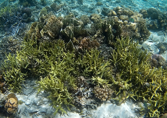 Heart ascidian, green staghorn coral