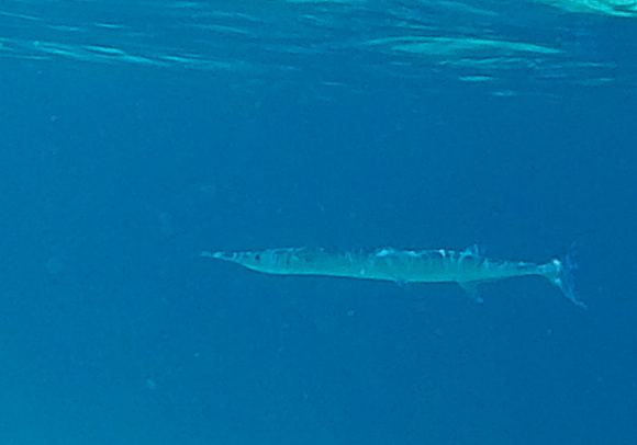 Needlefish