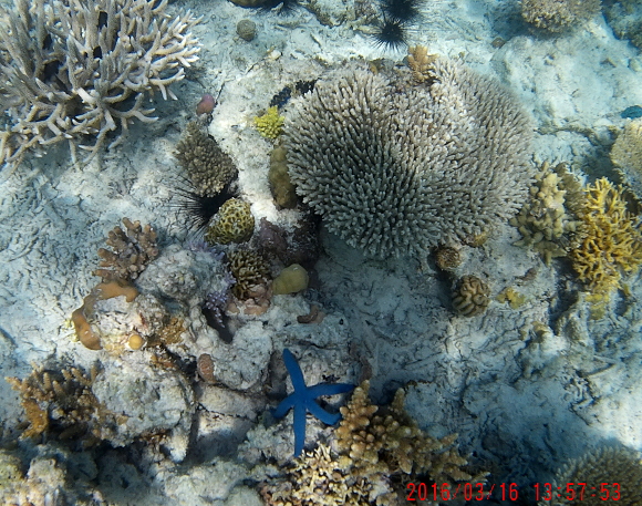 Lots of hard coral