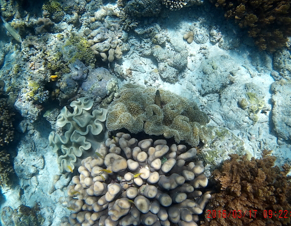  Five types soft corals