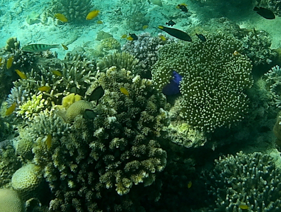 Iridescent blue stems on soft coral