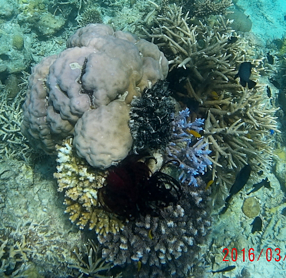  coral bouquet