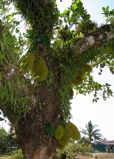 Jack fruit tree with lots of parisites.