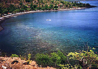 Coral Visible from above Shore