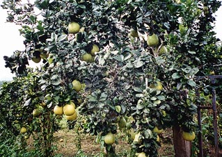 An Orchard of Unknown Fruit