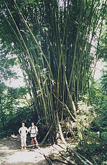 A stand of bamboo in the jungle