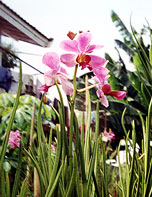 Orchid in Clara Bundt garden, Makasar, Sulawesi