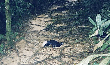 Vieillots Crested Fireback