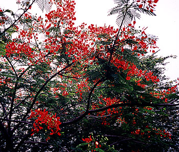 Red flowers made this tree appear on fire ...