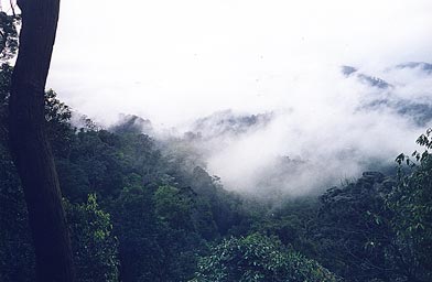 Fog below the hilltop