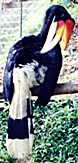 Hornbill in the Bukittinggi Zoo