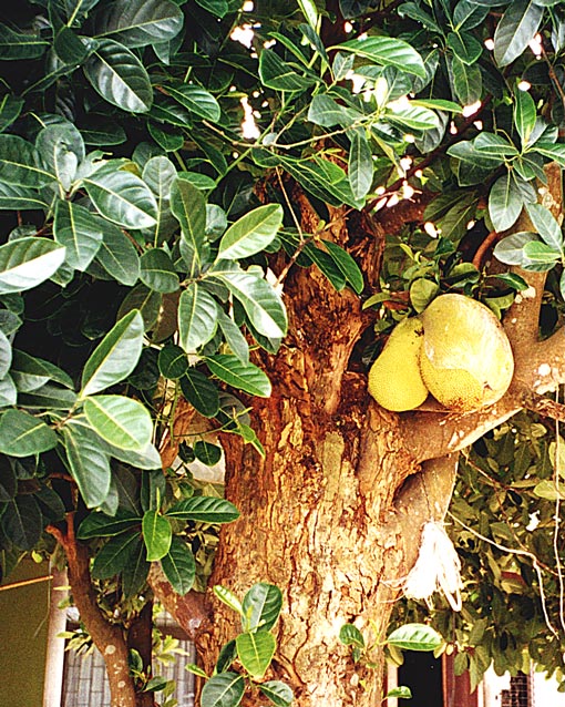 Jackfruit tree. Fruit is covered with plastic bag.