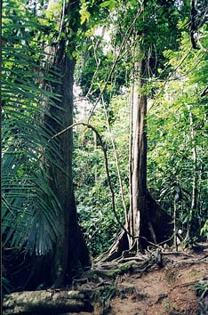 Jungle Landscape