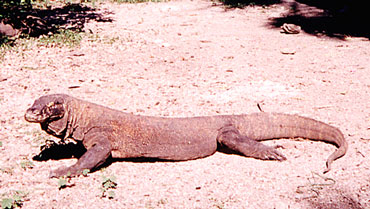 This Komodo Dragon started hissing when I got close.