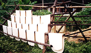 Sun drying latex mats in a rubber tree plantation.