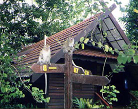 Monkeys in front of pricey cabins at Taman Negara Park