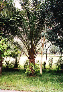 An oil palm. See close-up of fruit below.