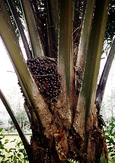 Oil Palm fruit