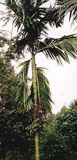 Strands of fruit girdle the trunk of this palm tree.