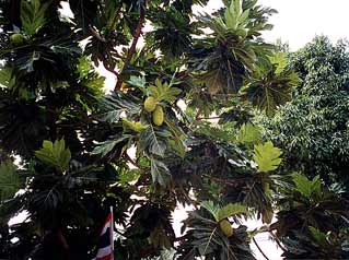 A type of Papaya tree