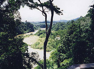 View from platform along the Jungle Canopy Walk.