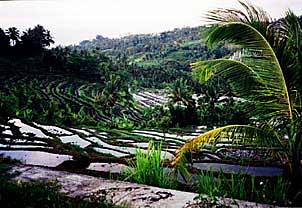 Rice Terraces and Palm Trees Populate Bali