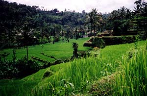 Rice Almost ready to Harvest