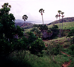 Rinca Island was more barren than expected.