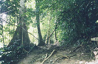 Obstacles along the jungle path