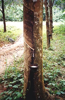 Collecting fluid from a rubber tree in a coconut shell.