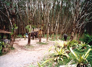 Safari Elephants in a rubber tree plantation.