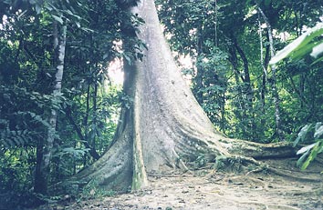 Base of tree trunk