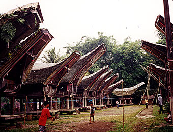 Tana Toraja Village life, Sulawesi