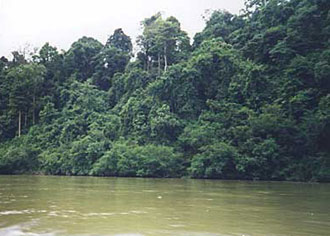 Riverboat travel through virgin jungle.