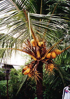 Yellow Coconut Palm