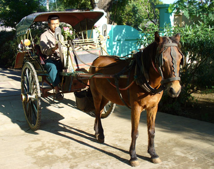 Zahmin with horse & cart