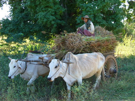 Ox cart pulls off road to let horse cart trot by